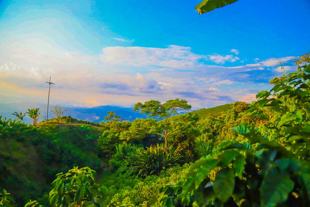 cafetal