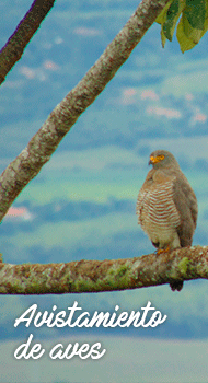 Avistamiento de Aves